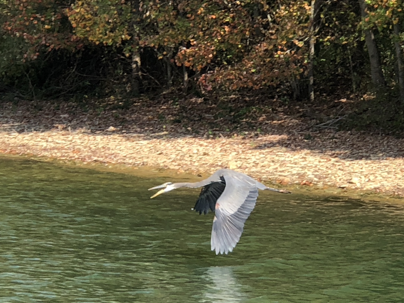 Heron flying low over the water beside trees turning autumn colors